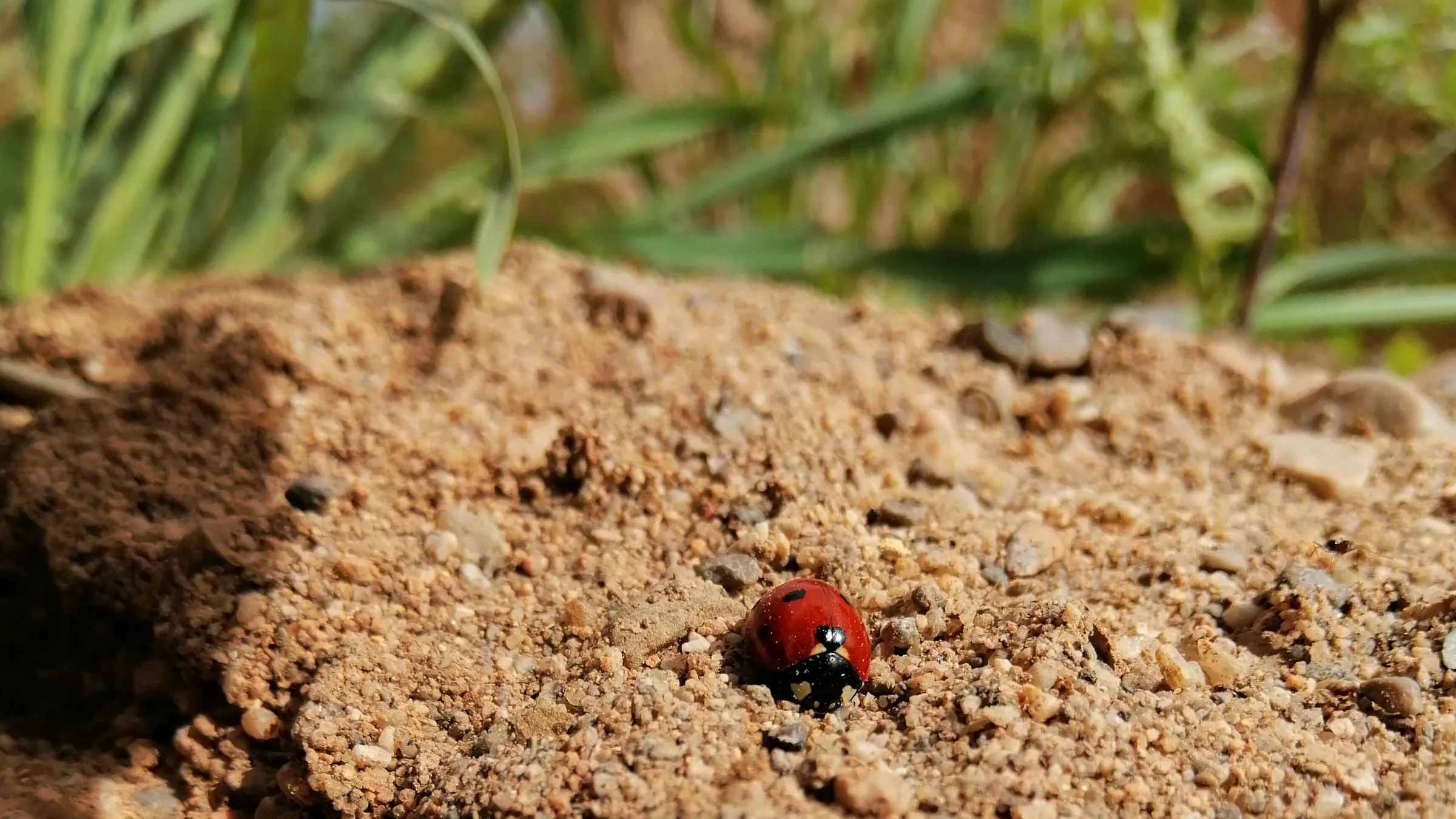 A red ladybug on sandy soil among grass